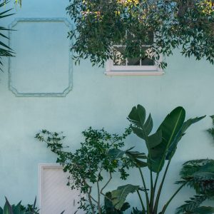 Plants on a Green Wall